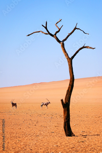 Tree and oryx