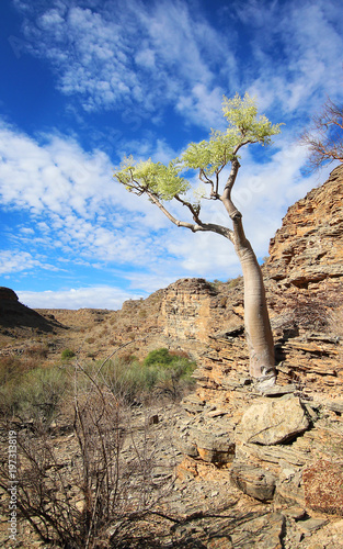 Tree on a cliff