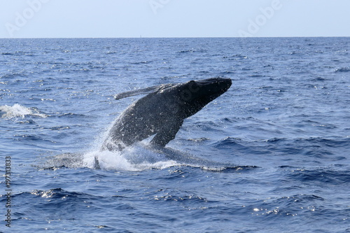 ザトウクジラのブリーチング