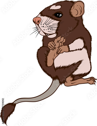 cute little brown field mouse in vector