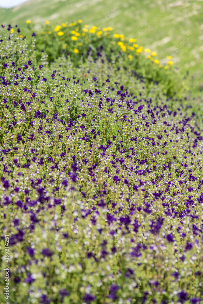 Salvia viridis blooming Salvia viridis blooming