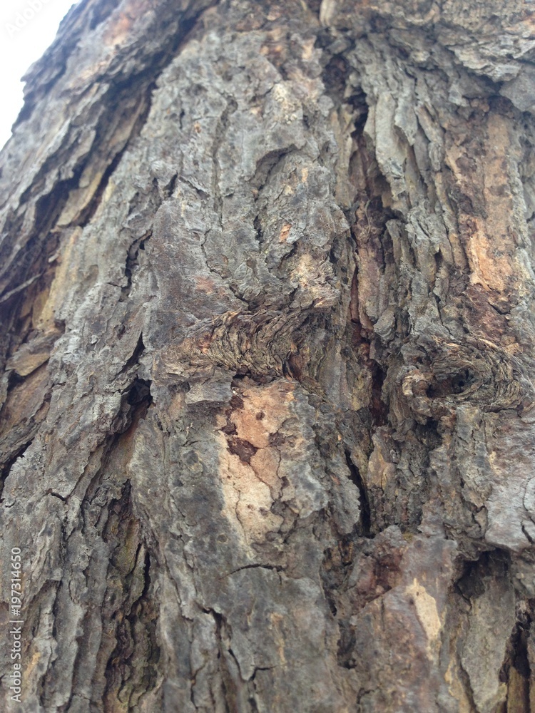 Just bark on a tree. Beautiful structural surface of the bark on different trees. Illustration for Banners Backgrounds Posters Screensavers or Cards. Just bark on a tree. Beautiful structural surface of the bark on different trees. Illustration for Banners Backgrounds Posters Screensavers or Cards.