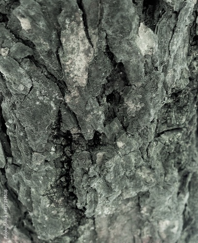 Just bark on a tree. Beautiful structural surface of the bark on different trees. Illustration for Banners Backgrounds Posters Screensavers or Cards.