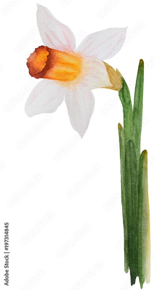 Watercolor white Narcissus jonquilla with leafs on white background Watercolor white Narcissus jonquilla with leafs on white background