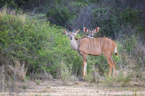 Kudus photo