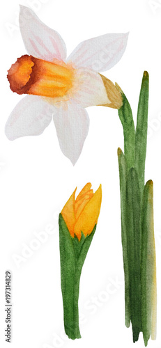 Watercolor two white yellow Narcissus jonquilla with leafs on white background