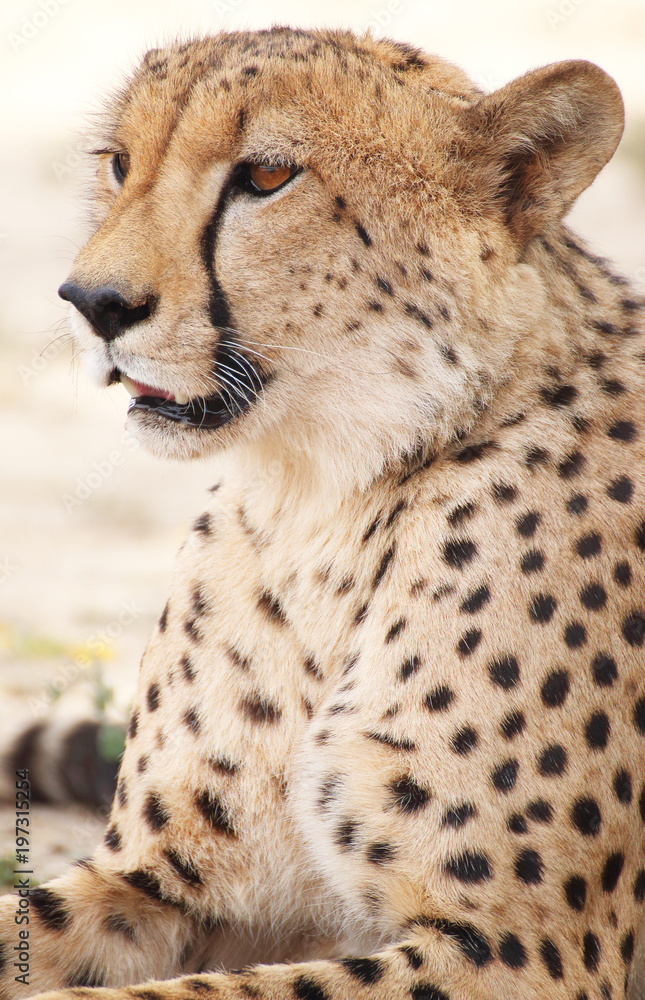 Cheetah Cheetah