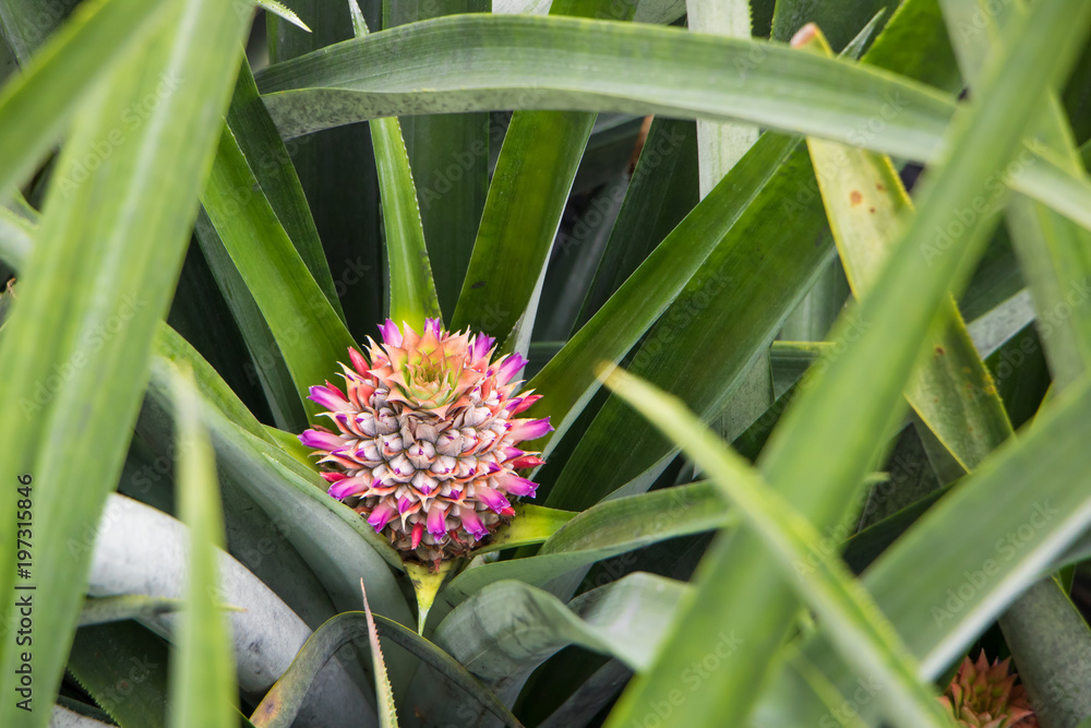 Fototapeta premium Young pineapple plant in pineapple farm