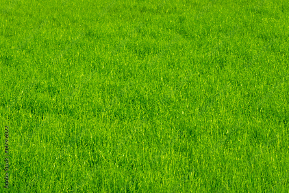 Spring lawn with fresh green grass - natural background with copy space Spring lawn with fresh green grass - natural background with copy space