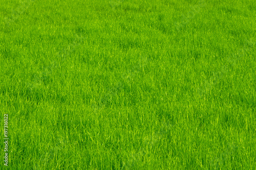 Spring lawn with fresh green grass - natural background with copy space