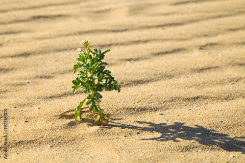Kleine Pflanze im Dünengebiet El Jable in Corralejo, Fuerteventura