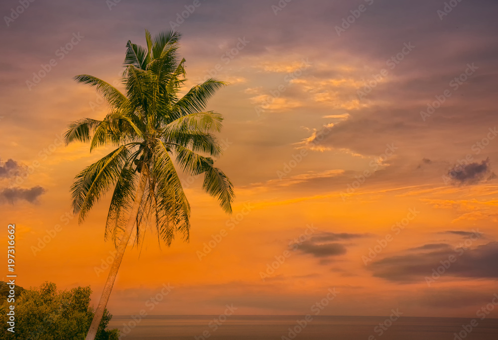 Tropic of Palm trees at tropical beach coast,summer holiday concept background