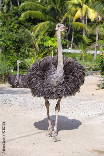 Beautiful big African ostrich in zoo
