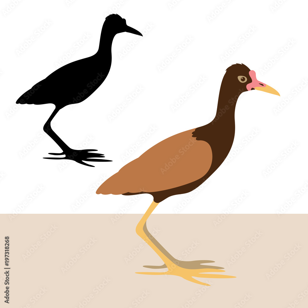 Fototapeta premium watteld jacana vector illustration flat style black silhouette