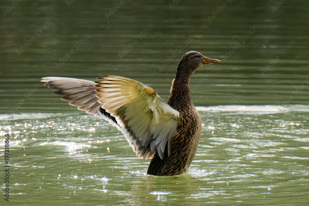 Fototapeta premium 羽ばたき