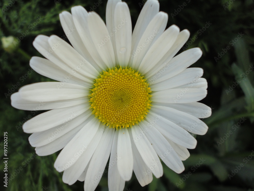 Obraz premium flower