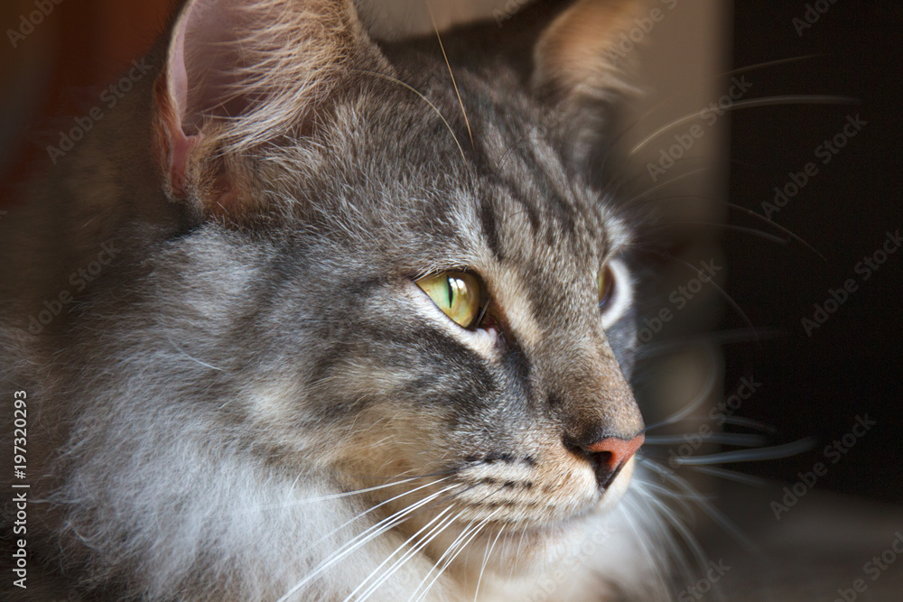 Portrait of Norwegian Forest Cat Portrait of Norwegian Forest Cat
