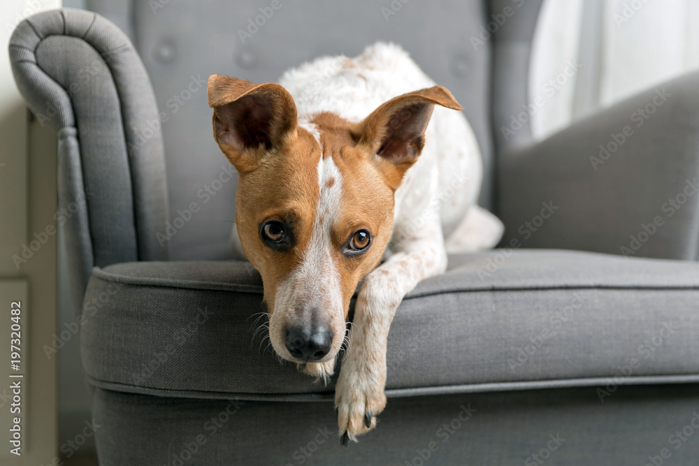 Cute dog on the armchair - obrazy, fototapety, plakaty 