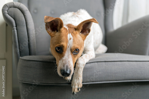 Cute dog on the armchair