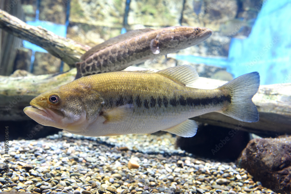 Black bass in the water / Japan Pond Fish Black bass in the water / Japan Pond Fish