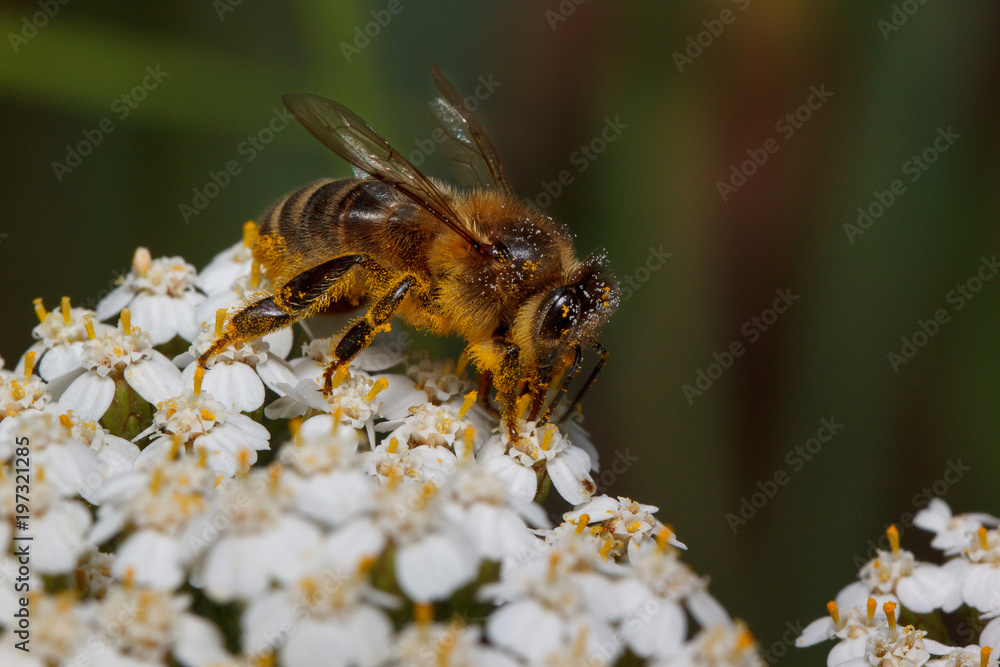 Bee is gathering nectar from a yarrow flowers. Animals in wildlife.