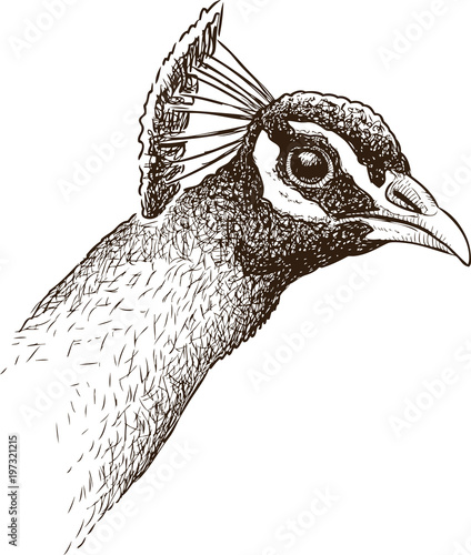 Sketch of a peacock head