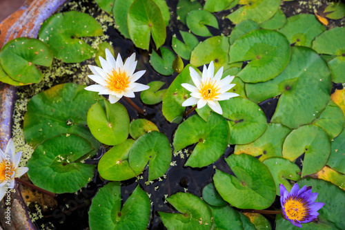 feuille de nenuphar dans un bassin