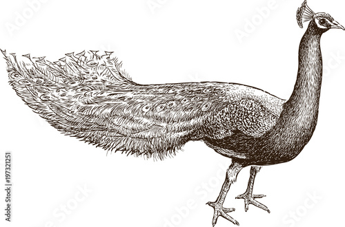 Sketch of a watching peacock