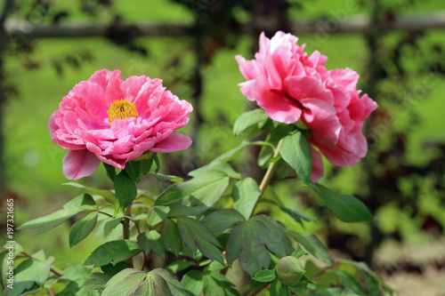 牡丹の花