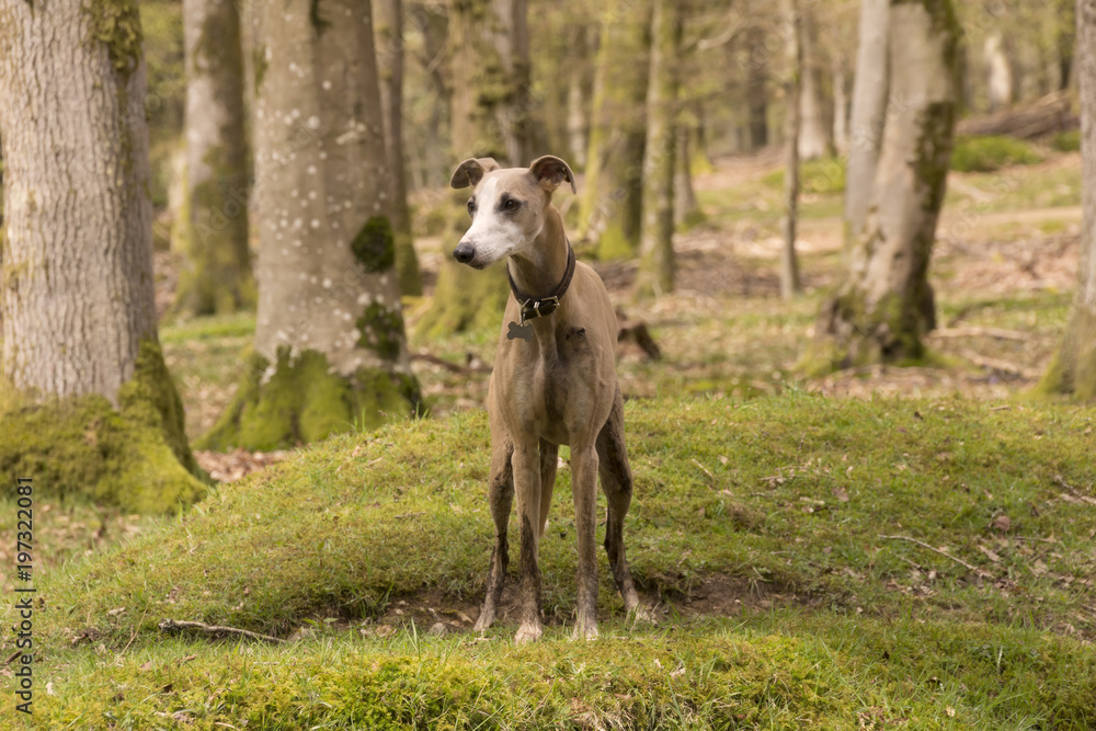 Face on Whippet