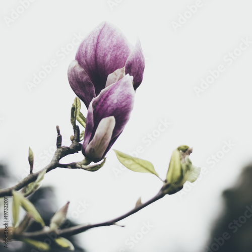 Spring magnolias, tree and flowers, in Cornwall, UK.