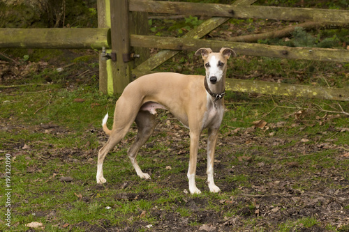 Whippet profile 2