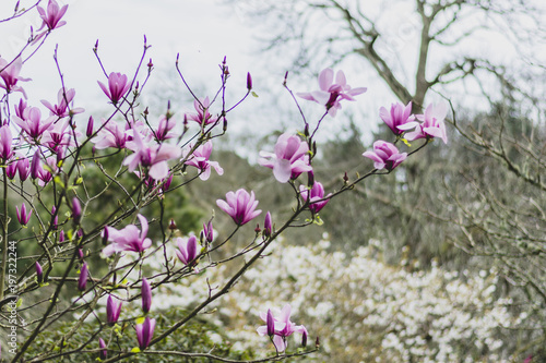 Spring magnolias, tree and flowers, in Cornwall, UK.