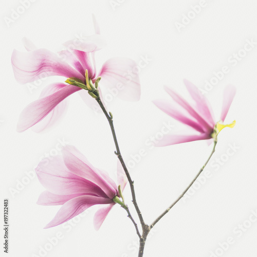 Spring magnolias, tree and flowers, in Cornwall, UK.