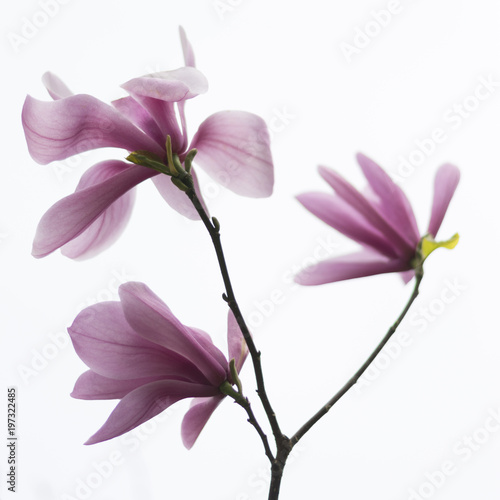 Spring magnolias, tree and flowers, in Cornwall, UK.