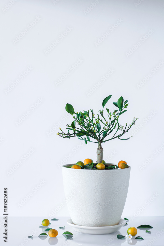 мандарин а горшке Stock Photo | Adobe Stock