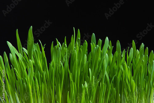 young wheat germ on white background is isolated close-up