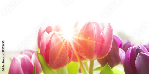Tulpen