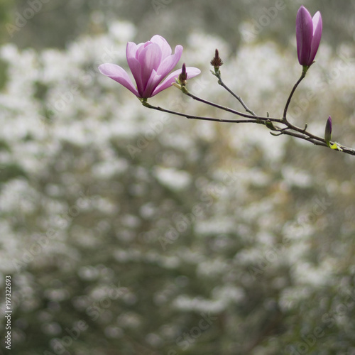 Spring magnolias, tree and flowers, in Cornwall, UK.