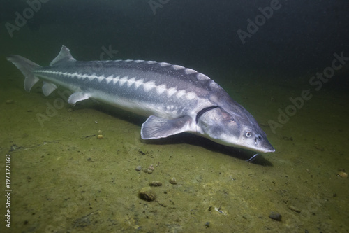 Freshwater fish Russian sturgeon, acipenser gueldenstaedti in the beautiful clean river. Underwater photography of swimming sturgeon in the nature. Wild life animal. River habitat, nice background. photo