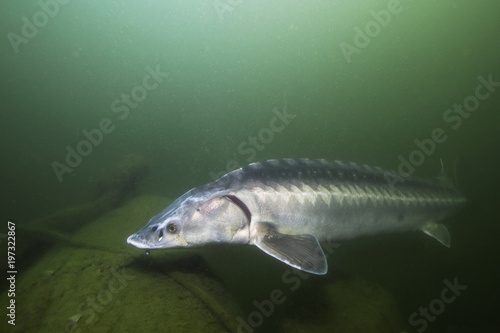 Freshwater fish Russian sturgeon, acipenser gueldenstaedti in the beautiful clean river. Underwater photography of swimming sturgeon in the nature. Wild life animal. River habitat, nice background.