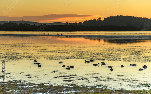 Dawn Waterscape with Ducks and Pelicans