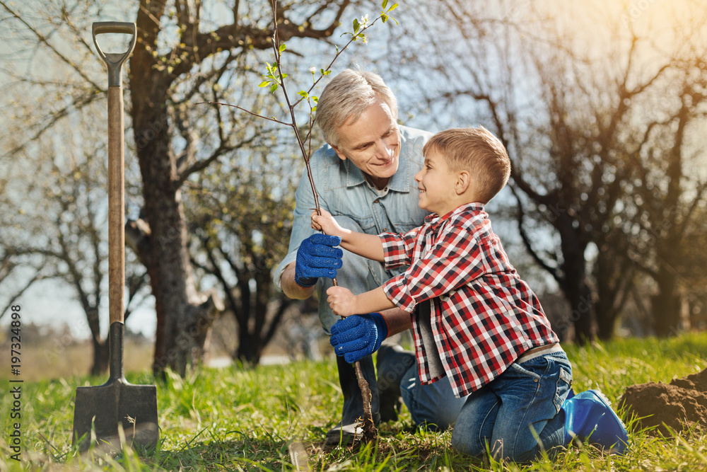 Fototapeta premium Enjoy gardening, Positive little boy standing in the garden with his grandfather while planting the tree