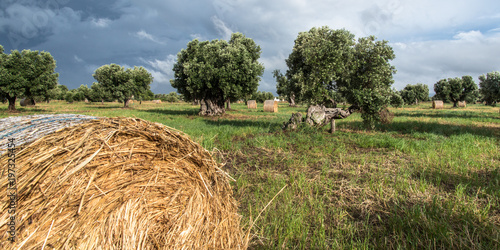 Foraggio Pugliese photo