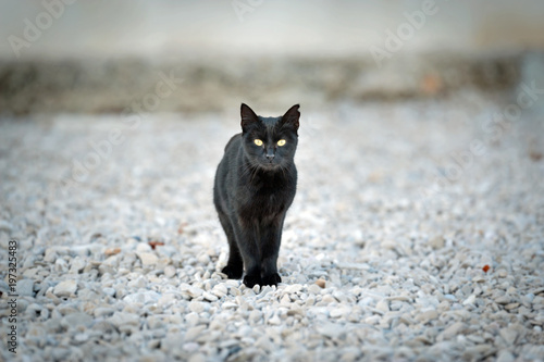 kleiner schwarzer kater