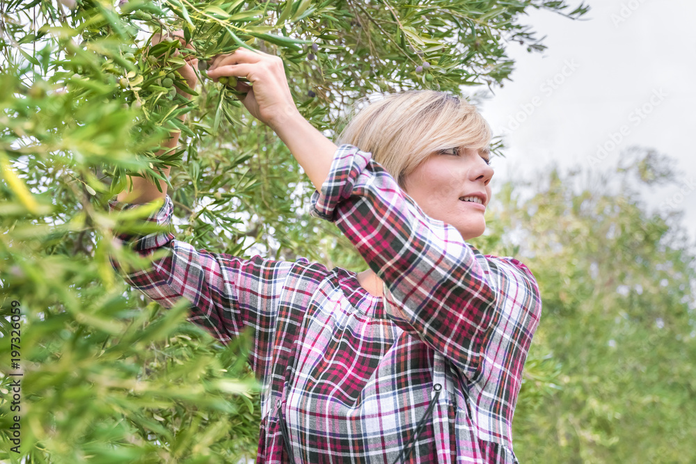 Beautiful young blonde woman in a checkered dress collects olives in the garden Beautiful young blonde woman in a checkered dress collects olives in the garden