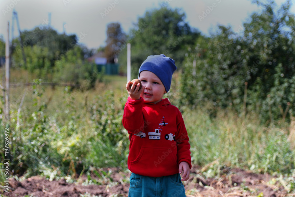 Little kid boy holding a potatoes in his hands. Closeup. Little kid boy holding a potatoes in his hands. Closeup.