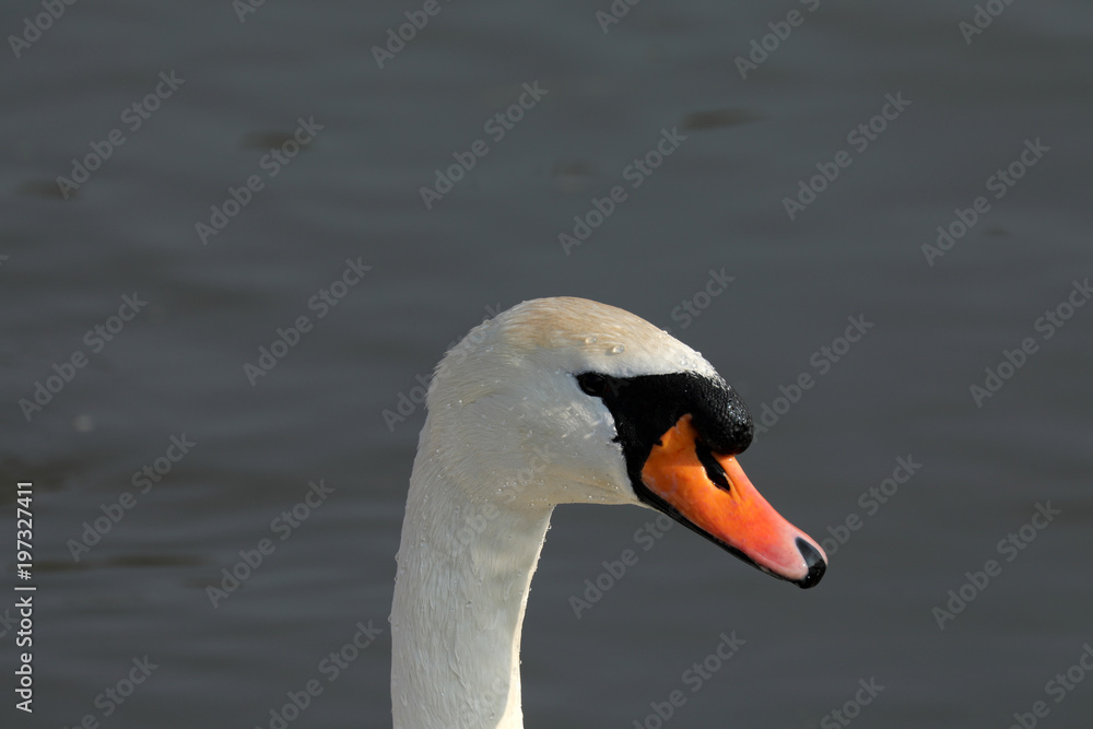 Obraz premium Schwan Portrait