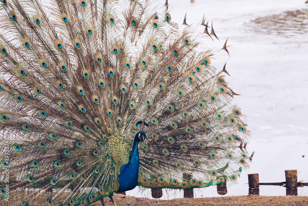 Fototapeta premium Peacock in Lazienki or Royal Baths park in Warsaw in Poland