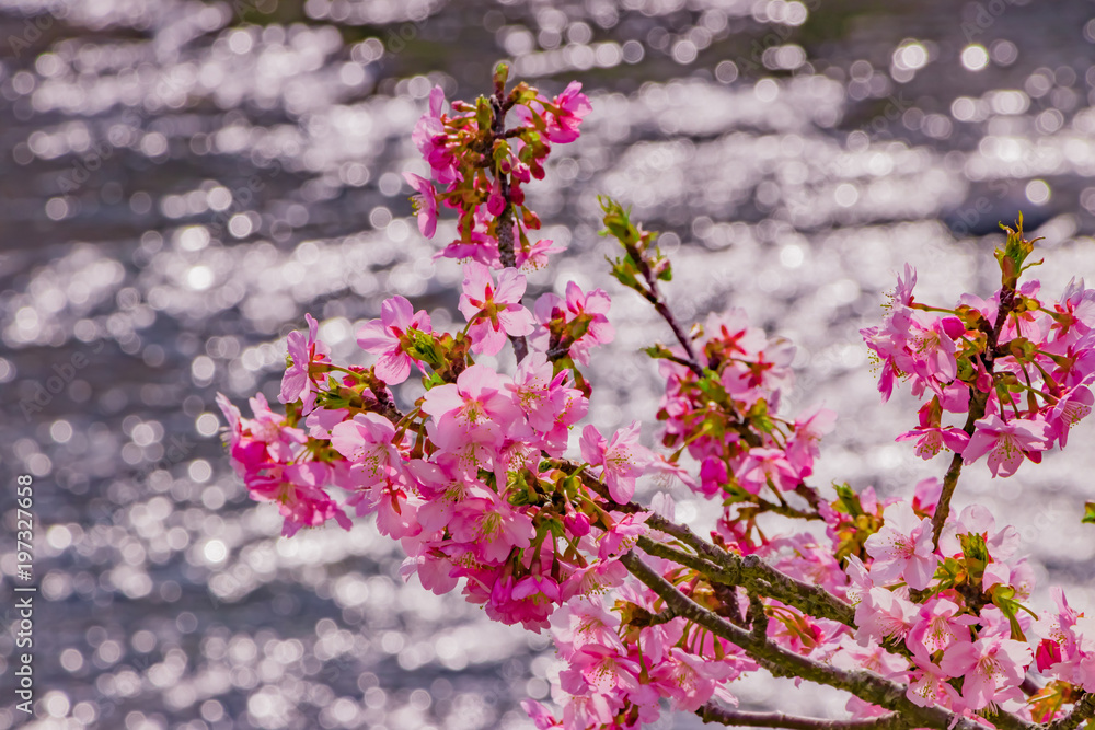 Obraz premium 美しい河津桜のある風景